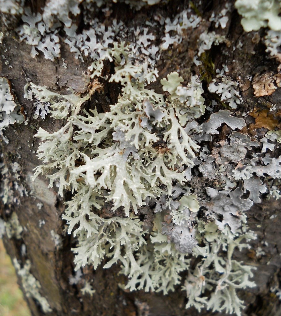 lichenul prunilor